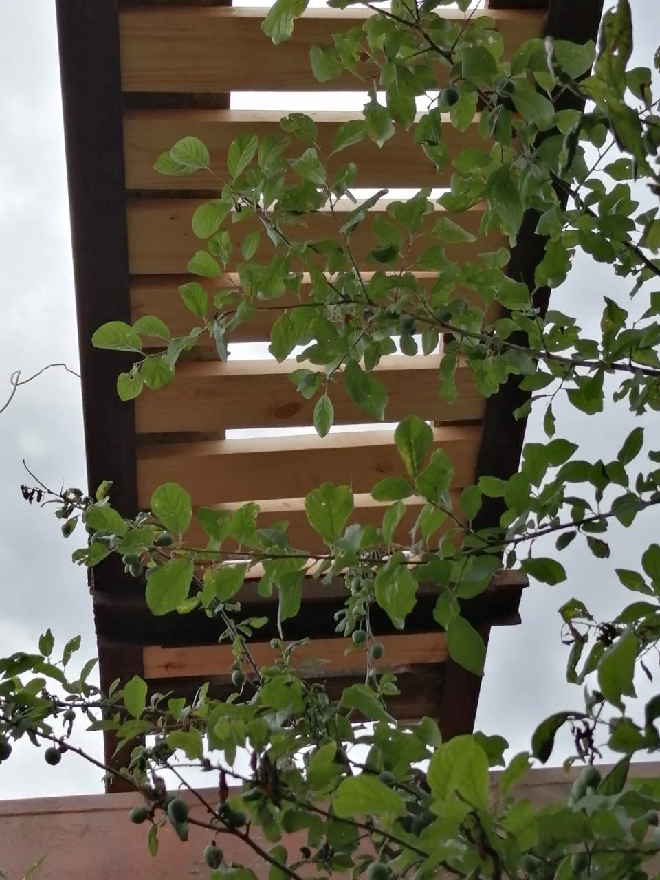 Мостик Мостик